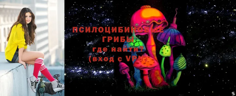 где можно купить   Кодинск  Псилоцибиновые грибы Psilocybine cubensis 